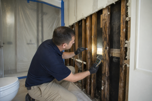 When Mold and Rot Are Behind Walls: What Homeowners Should Do Next